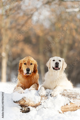 Golden Retriever running and playing in deep winter snow. Active joyful dog outdoors in snowy forest. Perfect for pet brands, winter lifestyle, nature and outdoor content.