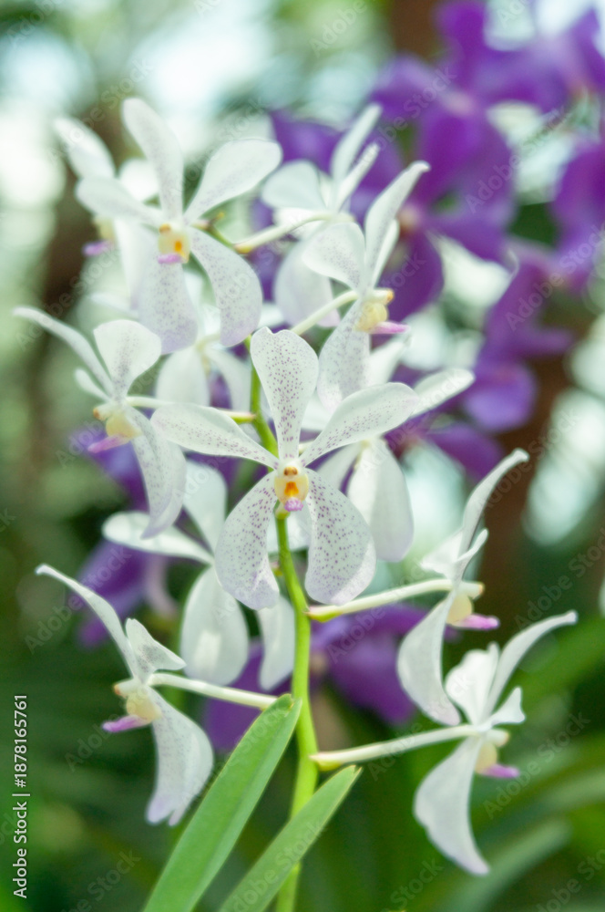 Obraz premium Aranda Prapin orchid flowers with white petals covered in fine purple speckles, hybrid tropical orchid blooming along vertical stem, close up floral subject against soft green and purple background.