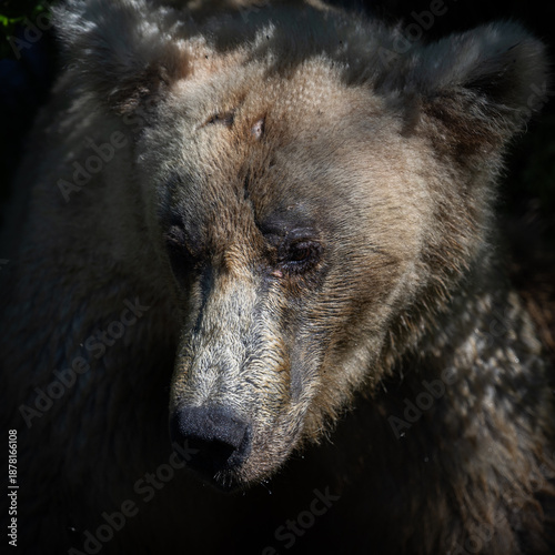Foto Grizzly Bear 128 Grazer portrait in Alaska