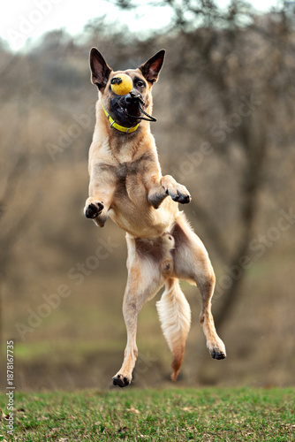 Belgian Malinois running outdoors during training. Action shot of an athletic working dog in motion, showing agility, drive, and focus. Ideal for topics about dog training, IGP, and active pets.