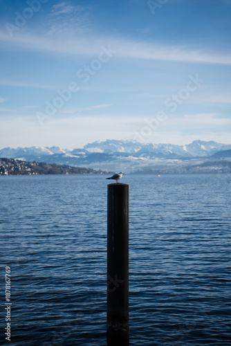 möwe auf einem pfeiler im see