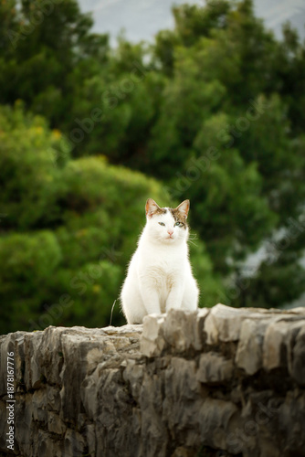 Katze auf einer Steinmauer