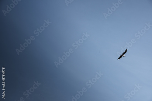 bird in flight in the blue sky