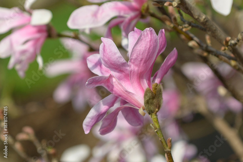 Canvastavla Magnolia 'Leonard Messel'