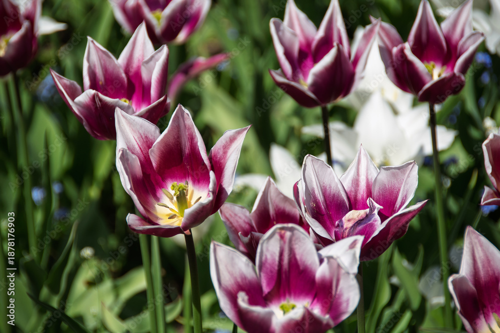 Fototapeta premium Purple and White Tulips in Garden Bloom