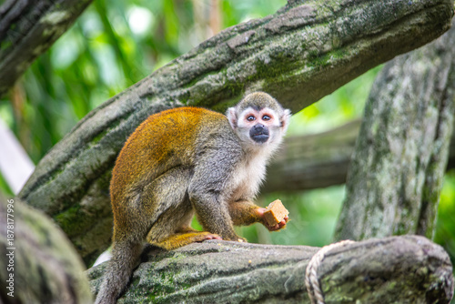 A squirrel monkey enjoying a snack while perched on branches at the Cali Zoo, showcasing its playful nature and vibrant appearance.