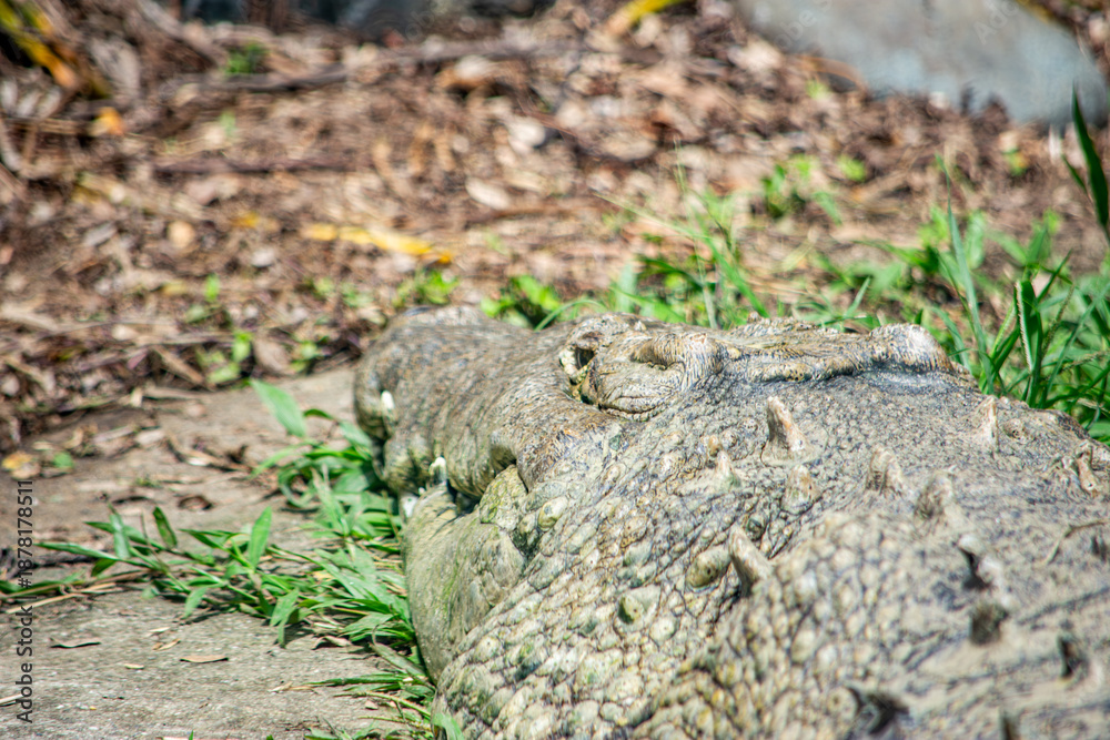 Obraz premium A crocodile sunbathing on the ground at the Cali Zoo. Captures the essence of wildlife in Colombia, Valle del Cauca.