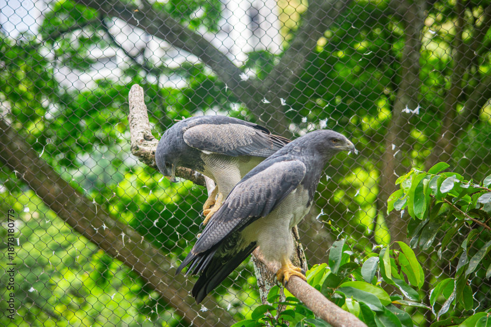 Naklejka premium Two birds perched on a branch inside Cali Zoo, surrounded by lush vegetation and a netted enclosure.