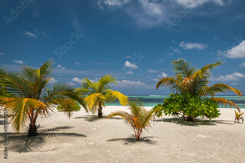 Palm trees on the beach