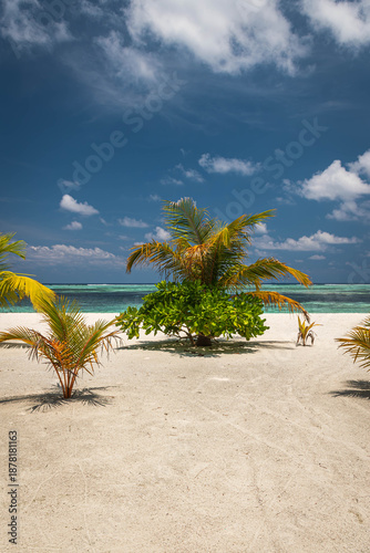 Palm trees on the beach