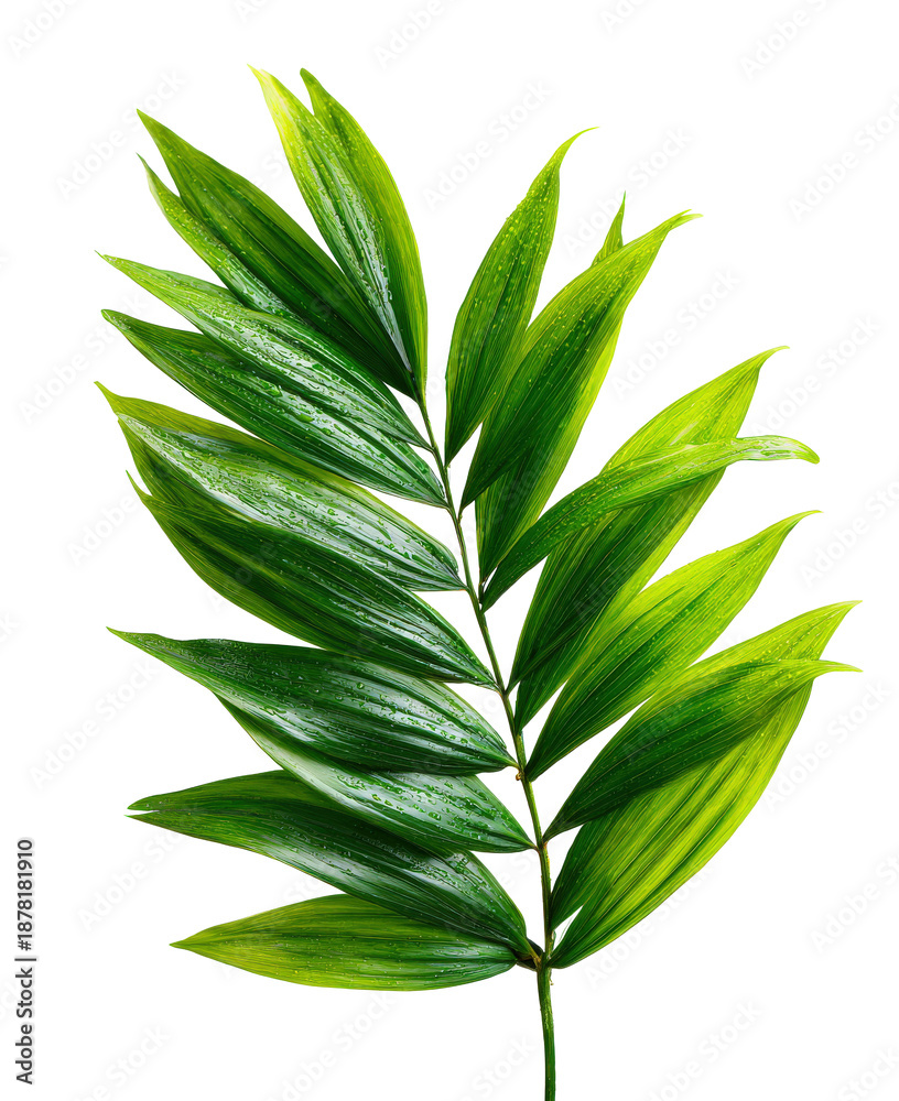 Fototapeta premium Close-up of Fresh Green Palm Leaf