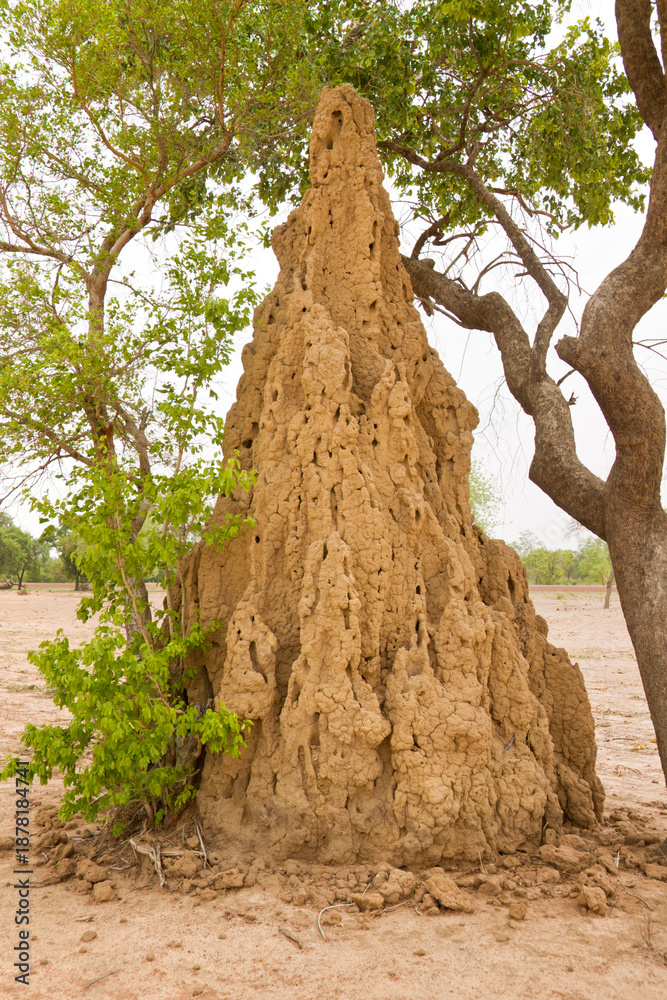 Fotografie Anthill in Mali