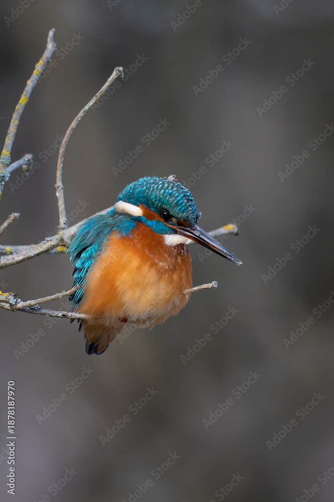 Fototapeta premium Common Kingfisher (Alcedo atthis) perched on a lichen-covered branch