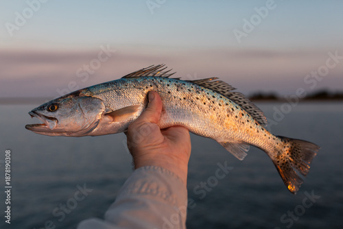 Εκτύπωση καμβά Inshore saltwater Speckled Trout fisherman holding a catch in hand at sunset
