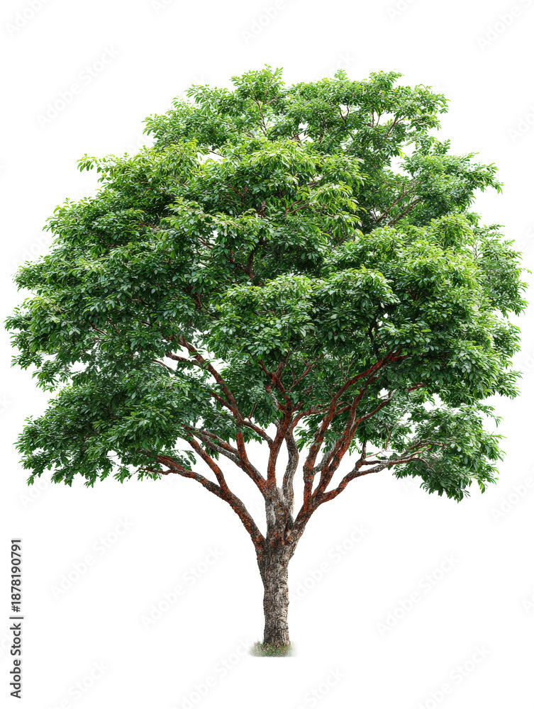 Obraz premium Lush Green Leafy Tree with Thick Trunk