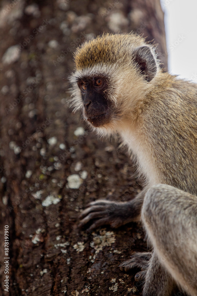 Obraz premium baboon tanzania