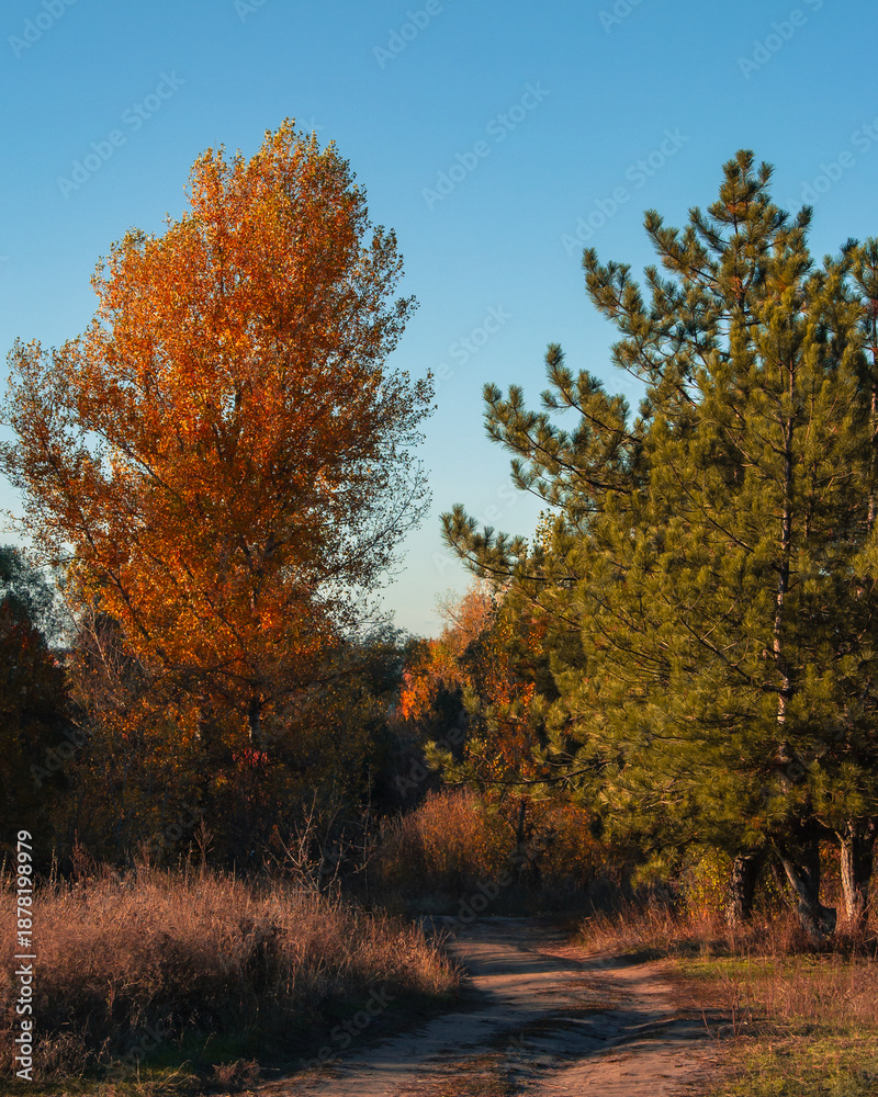 Fototapeta premium Quiet woodland trail under clear blue sky in autumn 