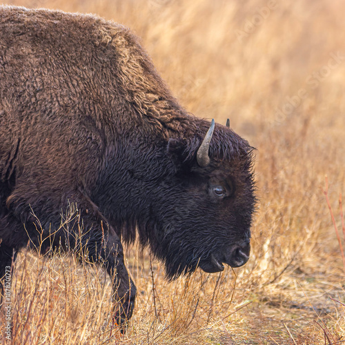 An American bison walks thru a pasture at the Kankakee Sands Nature Preserve in northern Indiana