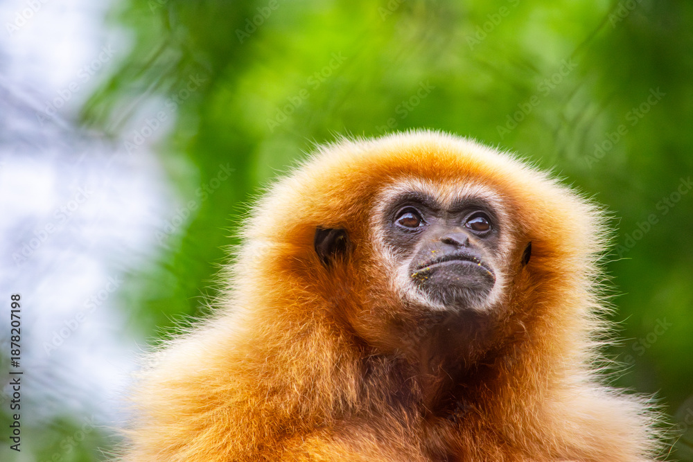 Obraz premium A captivating close-up of a gibbon showcasing its unique features amidst a blurred green background at a zoo in Cali, Colombia.