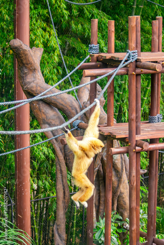 Photography A playful monkey swinging on ropes at the Cali Zoo in Colombia, showcasing natural wildlife and vibrant greenery