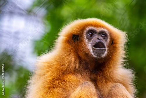 Photography A close-up of a vibrant orange monkey expressing surprise at the Cali Zoo, showcasing the beauty of wildlife in Colombia