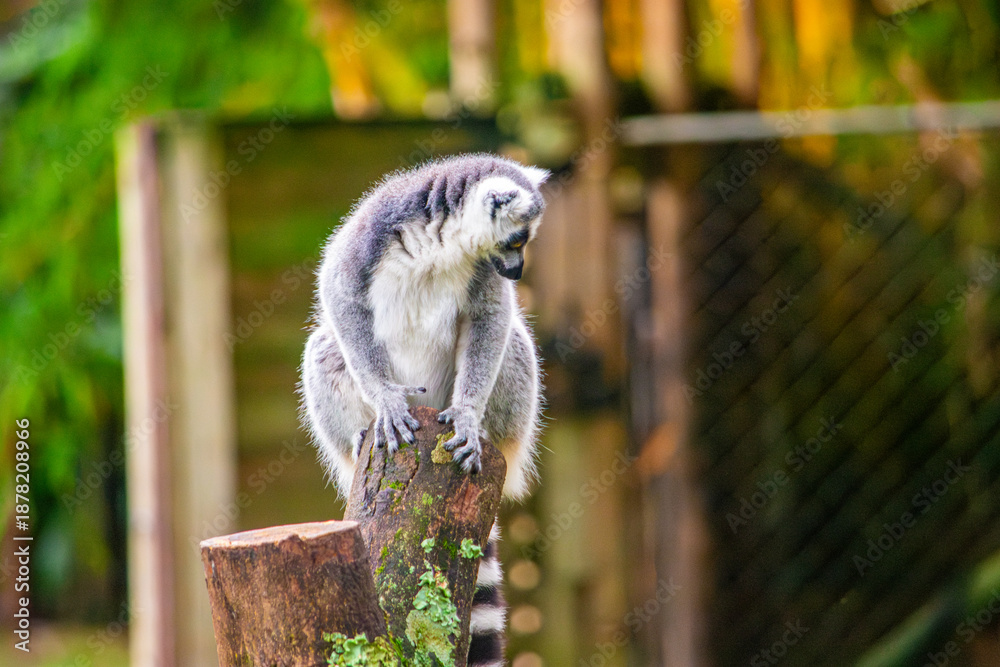 Fototapeta premium A playful lemur perched on a log in Cali Zoo, showcasing the exotic wildlife of Colombia's Valle del Cauca region.