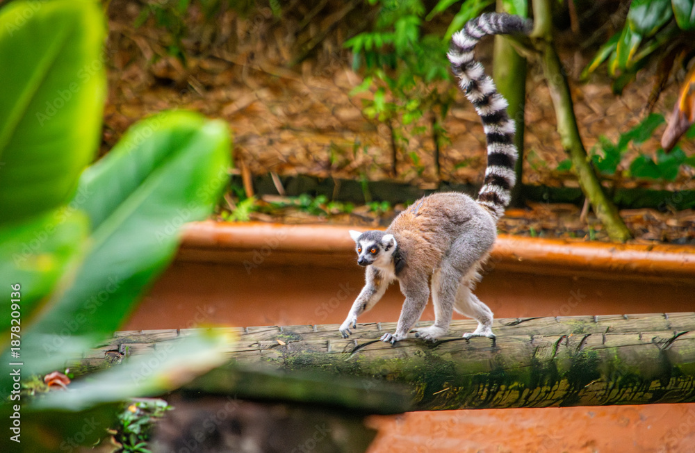 Fototapeta premium A playful lemur confidently walks along a log in a lush zoo environment, showcasing its unique markings and tail.