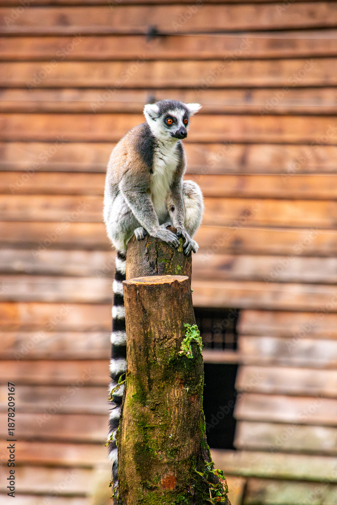 Fototapeta premium A lemur perched on a wooden stump at the Cali Zoo, showcasing the exotic wildlife of Colombia's Valle del Cauca region.