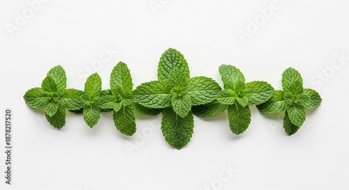 Botanical Illustration of Mint Leaves Aligned in a Scientific Diagram Style.