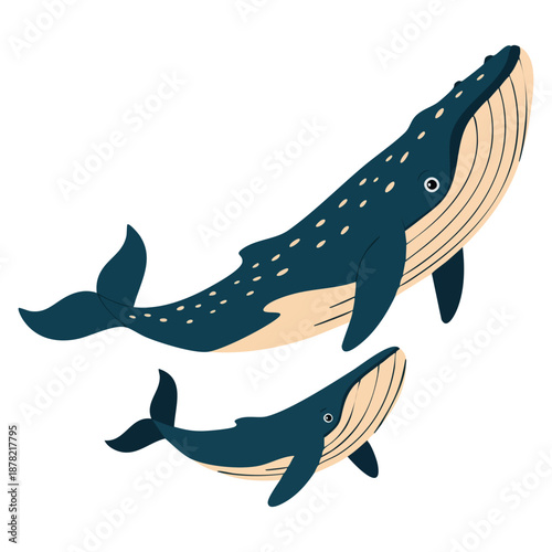 Whale family vector flat illustration isolated on white showing big whale and baby whale suitable for marine themed artwork and ocean life character design