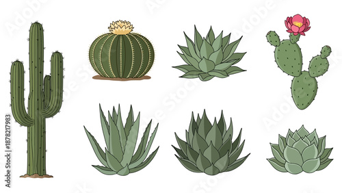 Desert Cactus and Succulent Vector Collection Isolated on White