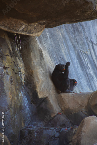 Chimpanzee eating by waterfall in cave