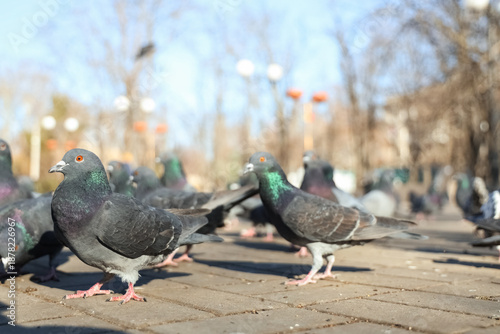 Flock of pigeons on pavemen...
