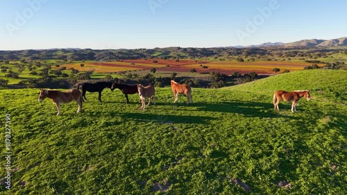 LOS OLIVOS, CALIFORNIA - 12.09.2025 - Wild horses roam the hillsides above Neverland Ranch near Los Olivos and the Santa Ynez Valley, Santa Barbara County, California.