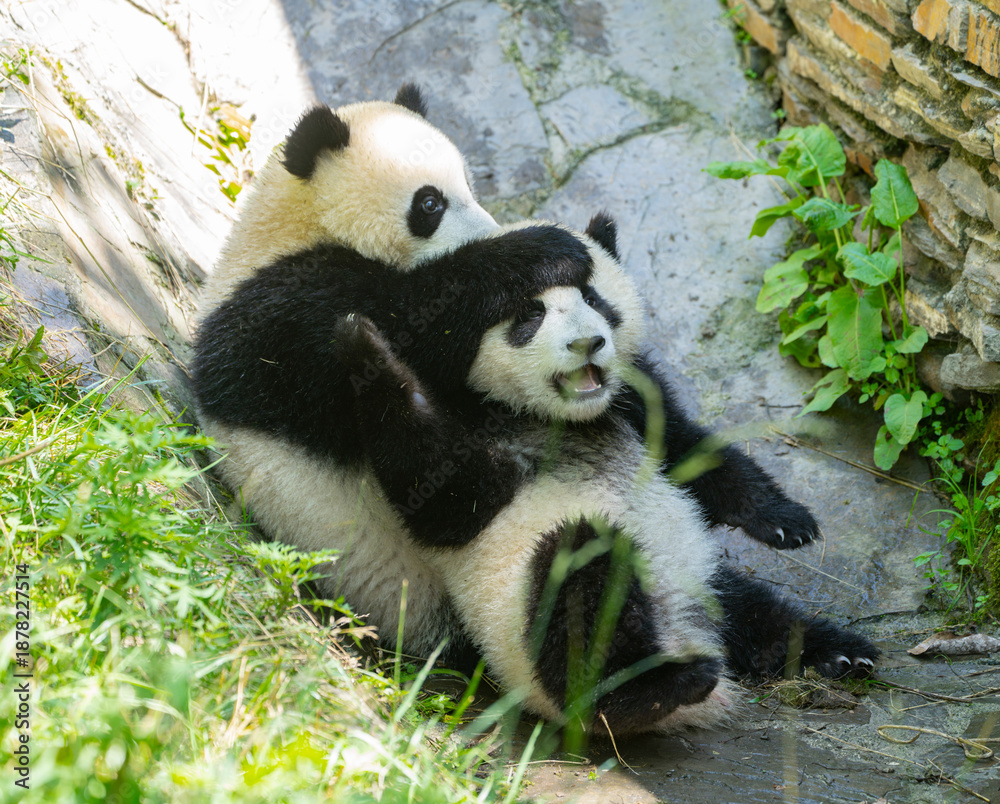 Obraz premium two giant panda playing outdoor in the zoo