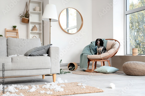 Naughty cocker spaniel on a...