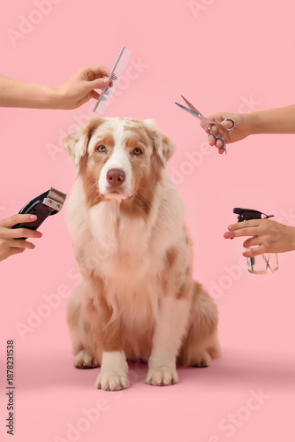 Cute Australian Shepherd do...