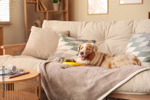 Cute Australian Shepherd do...