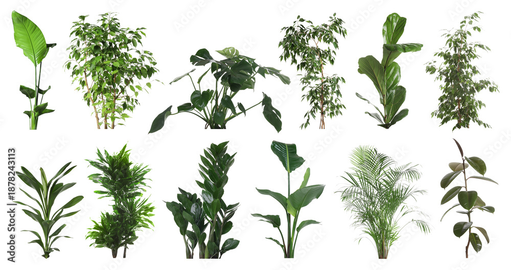 Obraz premium Lush green house plants isolated on white, set