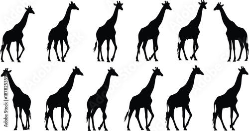 Giraffe silhouettes set collection, African wildlife animal poses, black safari mammal figures, nature zoo vector illustration isolated