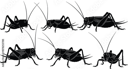 Grasshopper cricket silhouettes collection, insect anatomy poses, black wildlife illustration set, entomology nature design elements