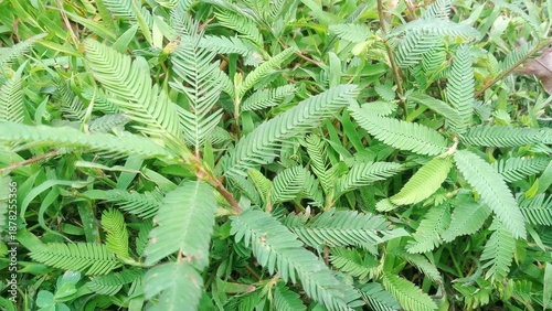 Detailed view of Mimosa pudica leaves with delicate pinnate structure