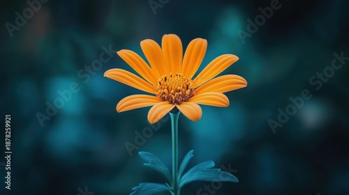 A vibrant orange flower with delicate petals and a textured center stands tall against a blurred background of teal and green, showcasing nature's beauty and intricate details