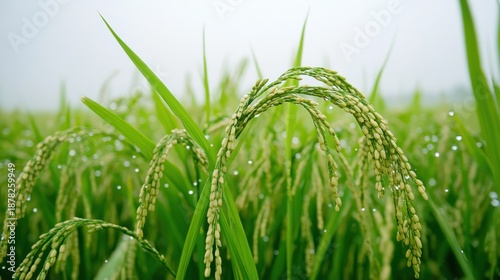 Close-up shot showcases vibrant green rice plants with delicate water droplets, creating a serene and natural agricultural scene, emphasizing the beauty of the harvest