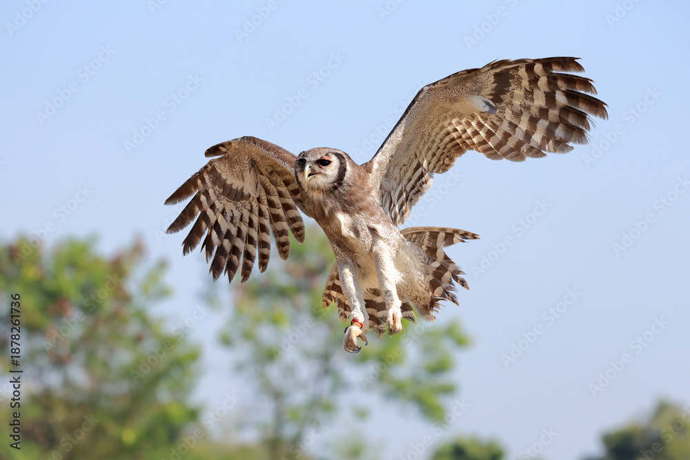 Fototapeta premium A beautiful Verreaux's eagle-owl flying in the forest.