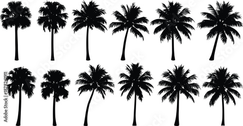 Black palm tree silhouettes set featuring various tropical species including coconut and date palms for beach vacation and exotic landscape design.