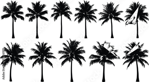 Black palm tree silhouettes set featuring various tropical species with textured fronds for beach vacation summer themes and exotic nature.