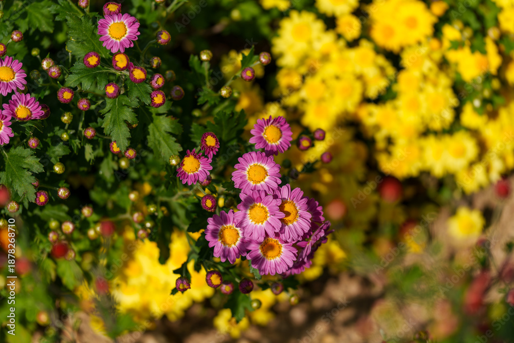 Obraz premium Close-up photo of colorful chrysanthemums in full bloom in autumn