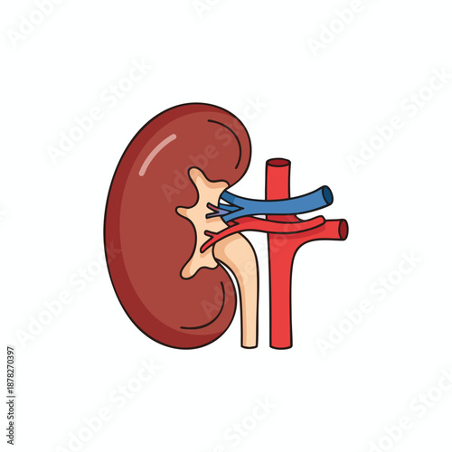 Illustration of Human Kidney Anatomy