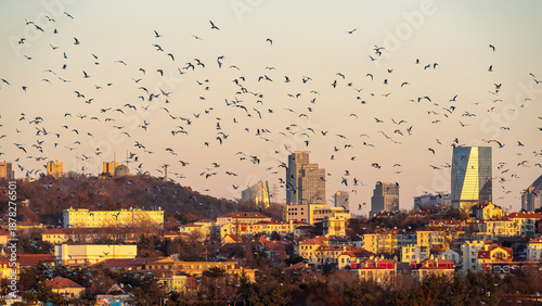 Wallpaper Mural Flock of Birds Over Urban Skyline at Sunset Torontodigital.ca